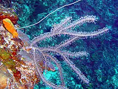 Eunicea mammosa&nbsp;(en)