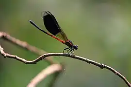 Euphaea formosa (mâle).