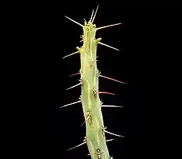 Euphorbia awashensis (es).