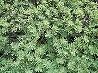 Feuilles en rosette de Euphorbia balsamifera .