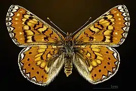 Euphydryas desfontainii