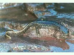 l'Euprocte des Pyrénées