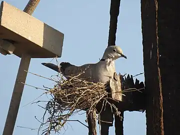 Nid en soucoupe de Tourterelle turque (Streptopelia decaocto).