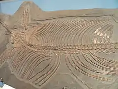 Spécimen dégagé en vue dorsale.