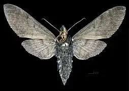 Revers de la femelle (coll.MHNT)