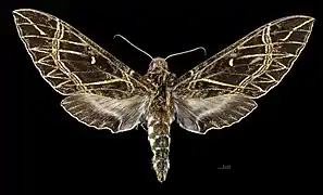 Avers de la femelle(coll.MHNT)