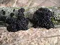 Exidia sp. (Tremellales, Tremellaceae)