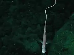 Aldrovandia sp. (Notacanthiformes)