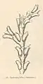 Diphasia fallax