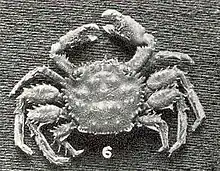 Manella spinipes mâle