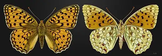 Fabriciana niobe, France – coll. MHNT