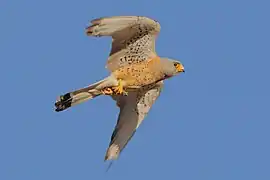 Faucon crécerellette, protégé à l'église de Saucedilla