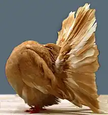 Queue de paon jaune.