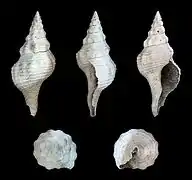 Fasciolaria scalarina, un Fasciolariidae.