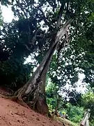 Faux kolatier géant.