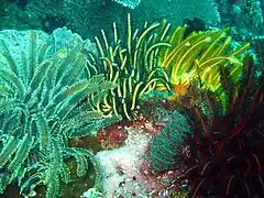 Assemblage multicolore à Bali.