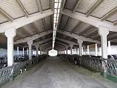 Élevage laitier pour la production de parmesan bio.