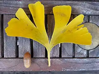 Feuille particulièrement grande