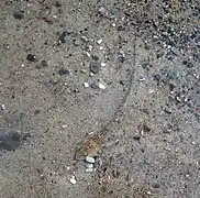 Tapie dans le sable.