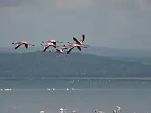 Flamant roses en vol au-dessus du lac Nakuru, Kenya.