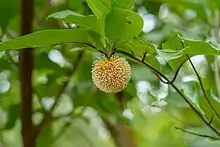 Fleur de Sarcocephalus latifolius