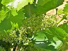 Fleurs de grappe de raisin.