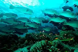 Banc de Bolbometopon muricatum.