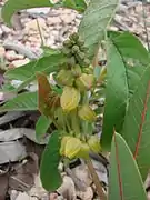 Manihot salicifolia.