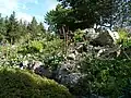 Flore des escarpements du Hohneck-Jardin d'altitude du Haut Chitelet.