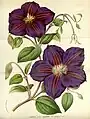 Clematis xjackmanii (Illustration)
