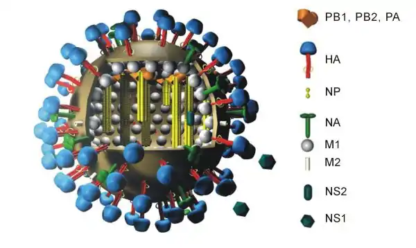 Structure générique d'un virus de la grippe A indiquant l'agencement de 10&nbsp;protéines virales. La protéine PB1-F2 et les huit segments d'ARN ne sont pas représentés sur ce schéma.