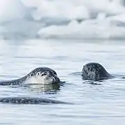 Phoques dans le Jökulsárlón.