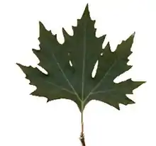 Feuille de Platanus orientalis.