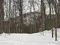 Vue hivernale du sentier de l'Orignal
