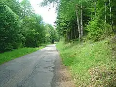 Route montant en pente forte à travers la forêt.