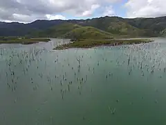 Foret noyée, Nouvelle-Calédonie.