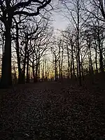 La forêt de Fausses-Reposes.