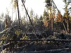 Parcelle de sapins Douglas renversés par la tempête Lothar du 26 décembre 1999 en forêt de Fréteval, Loir-et-Cher, France.