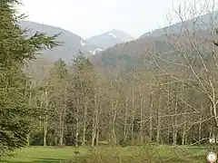 Vue de la forêt de Saou depuis l'un des parkings, à 300 m de l'auberge des Dauphins.