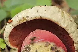 Pores orangés à rouges