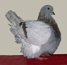 Mondain rouge cendré barré.