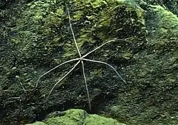 Freyastera sp. au large de Porto Rico (4&nbsp;500&nbsp;m de profondeur).