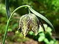 Fritillaria affinis