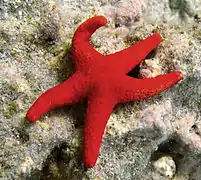 Fromia milleporella.