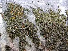 Ceintures exondées de Pelvetia canaliculata (haut) et de Fucus spiralis (bas) en haut de la zone de balancement des marées. Roscoff, Bretagne.