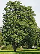 Photographie en couleurs d'un arbre isolé et de grande taille dans un parc.