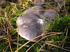 Tricholoma portentosum