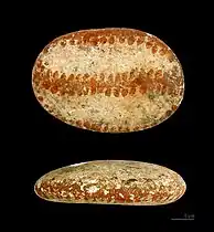 Galet peint- Muséum de Toulouse