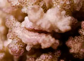 Galle de Pocillopora autour d’une femelle de Cryptochiridae (probablement Hapalocarcinus marsupialis).