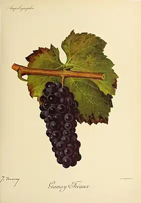 Gamay fréaux